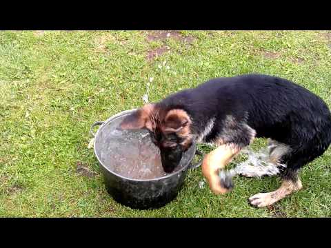 Video: Īru ūdens Spaniels: Burvīgs Suns, Patiešām
