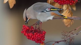 Drunk birds sober up in Environment Yukon holding tank