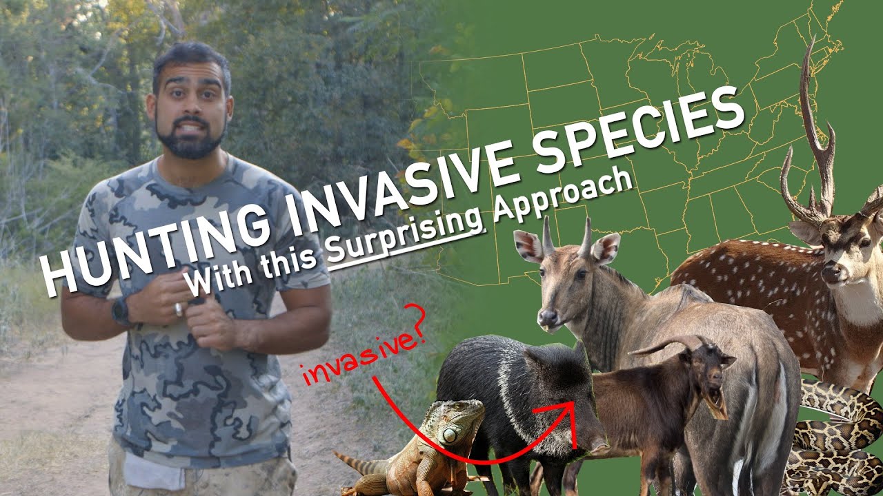 Hunting Invasive Species with this Surprising Approach YouTube