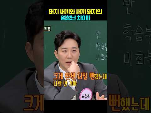 새끼 돼지와 돼지새끼의 차이