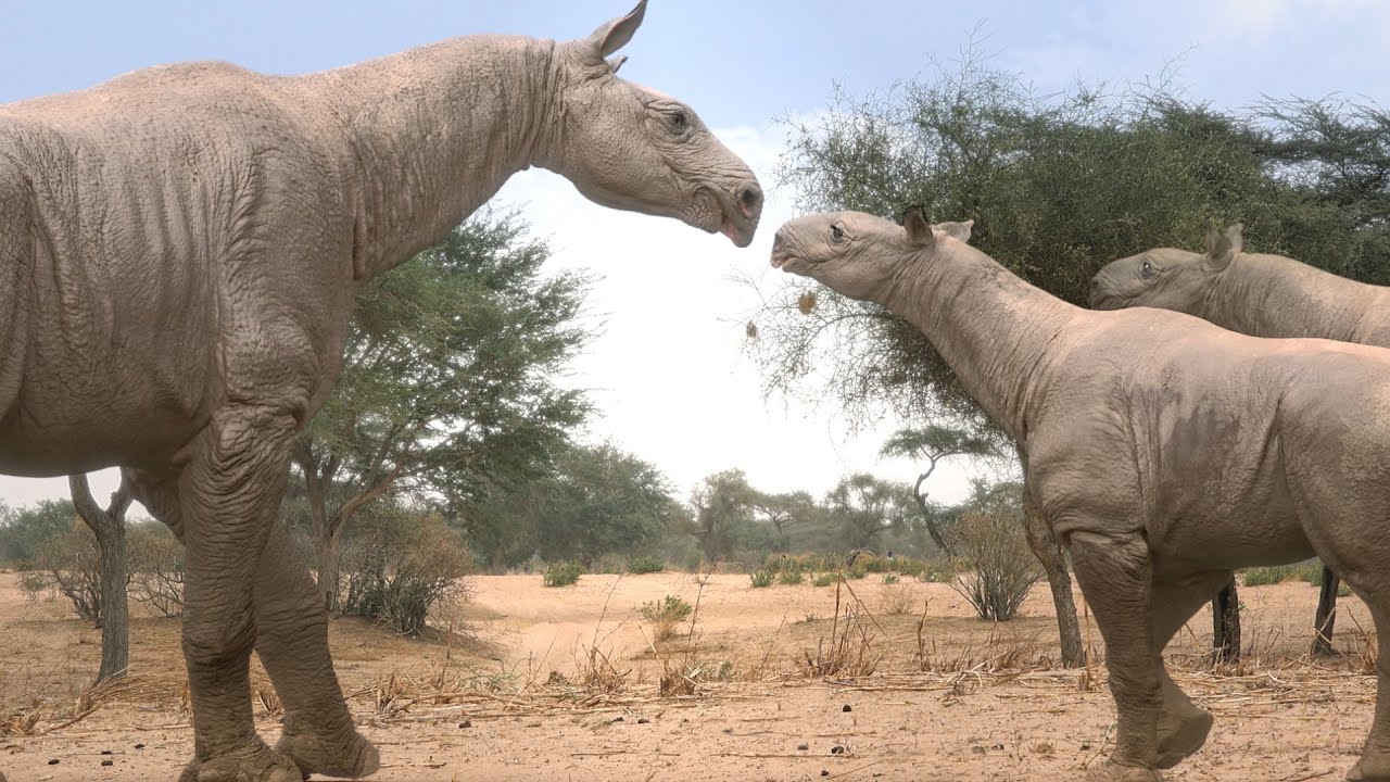 ((( Doku ))) Tiere der Urzeit -- Die letzten Tage der Monster ((( Doku )))