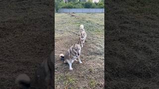 Westsiberian laika #западносибирскаялайка