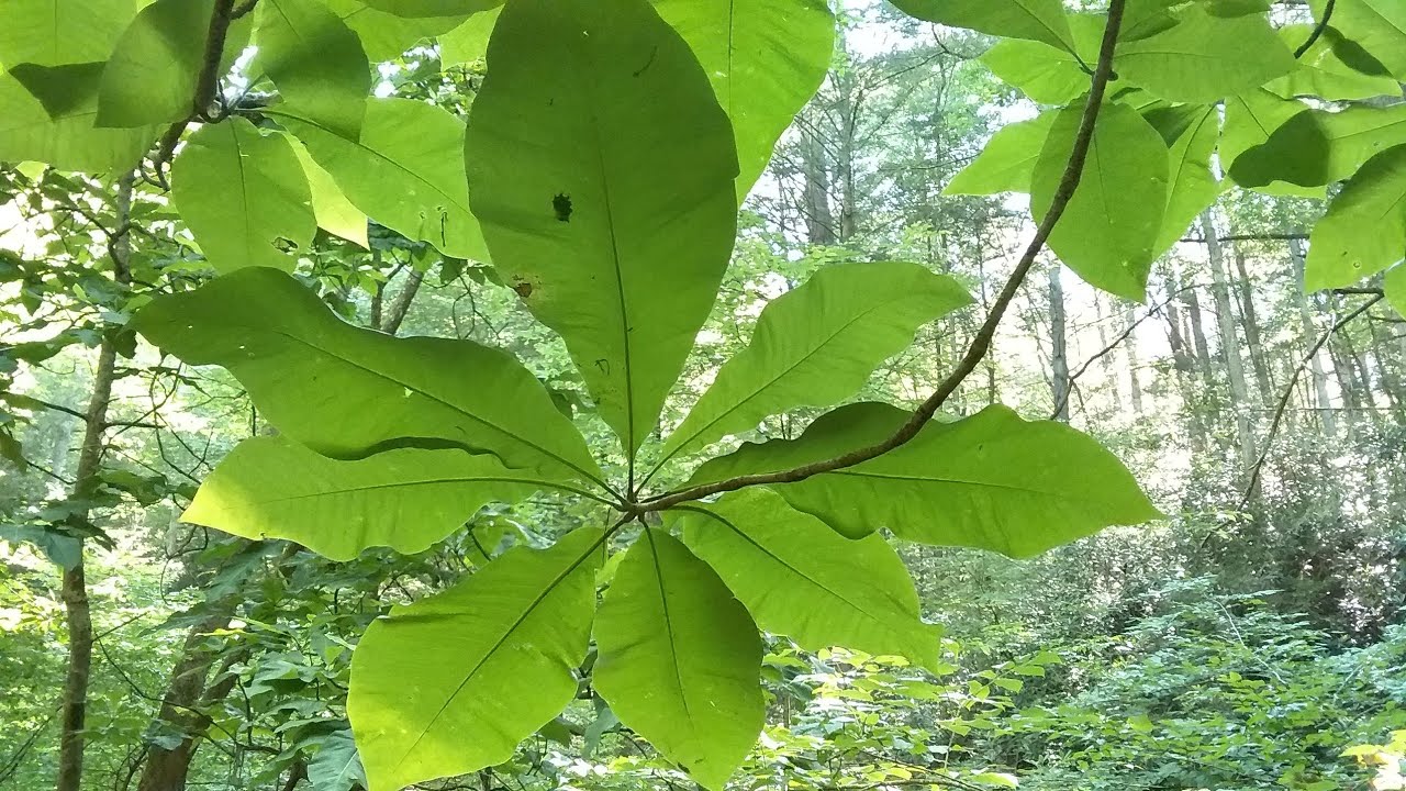 Bigleaf Magnolia and Umbrella Magnolia foliage YouTube