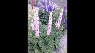 Люпин -  посев, посадка,  уход.