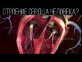 Как устроено сердце человека? | ПОЛЕЗНЫЙ ЮТУБ