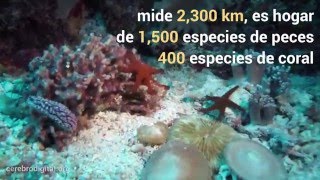 La gran barrera de coral está muriendo