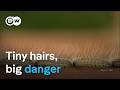 Poisonous caterpillar spreads in Europe