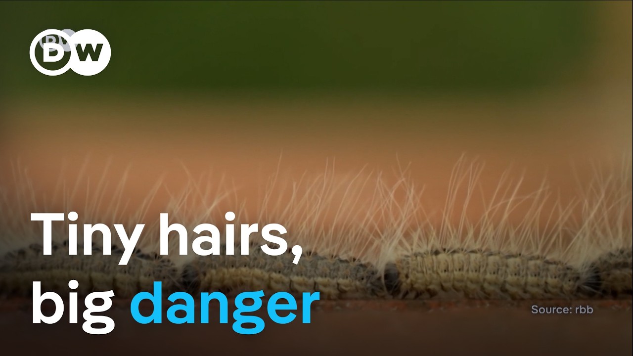 Poisonous caterpillar spreads in Europe