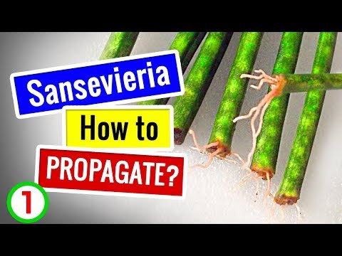 Videó: Sansevieria Cylindrica Info – Tippek a tengeri csillag Sansevieria növények termesztéséhez