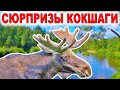 Восхитительная Кокшага. Одиночный сплав по реке на байдарке от Большого Кундыша