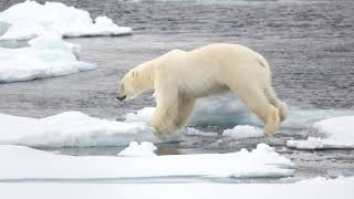 02  Polar Bear GIF