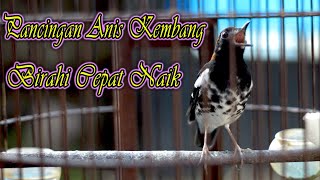 ANIS KEMBANG AKAN IKUT BUNYI DENGAR PANCINGAN ANIS KEMBANG INI, BIRAHI CEPAT NAIK