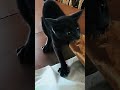 Jumping Cat makes everyone laugh - Cat Trend 🎥 Mini Movie!