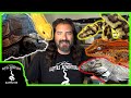A tour of my reptile room meet my snakes lizards and more