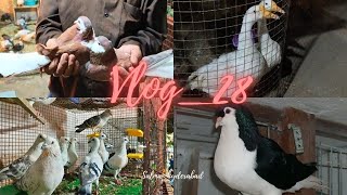 Salman Hydrabad pet store||Vlog_28||🐓🦆🐦🕊️pigeons,ducks,persian cat 🐈😺pet shop in Hyderabad old city