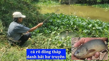 Câu cá rô, ám ảnh cá rô đồng tháp (video 107)@3ruongFishing 