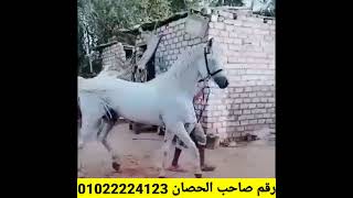 حصان عربي اصيل طلوقه مقاسه ضخم انتاج محطة الزهراء [ للبيع ]