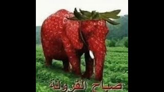 The Strawberry Elephant Resimi