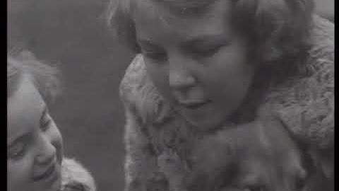 Het jaar 1950 in beeld
