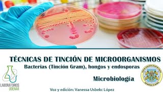 Técnicas de tinción de microorganismos- Bacterias (Tinción Gram), hongos y endosporas.