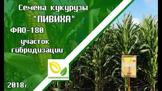 Гибрид кукурузы Пивиха ФАО 180. Участки гибридизации.
