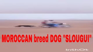 MOROCCAN breed DOG 'SLOUGUI'
