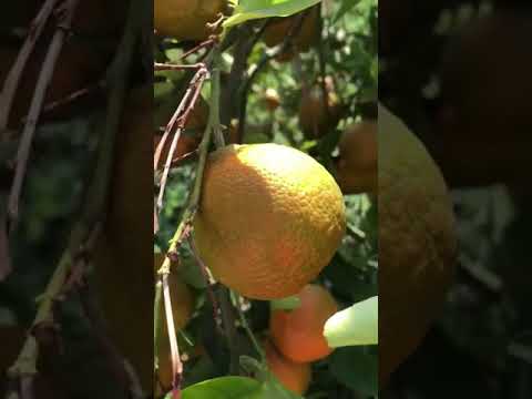 برتقال اليوسفي قصته وجمال ثمره وطعمه