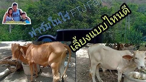 เลี้ยงวัวพันธุ์ไหน !! ถึงเหมาะกับเรา ชาโลเร่ หรือบรามันแดง | ฟาร์มในไร่ FTJ Family