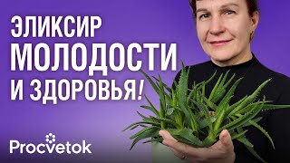 видео: ЛЕКАРСТВО, КОТОРОЕ РАСТЕТ В КАЖДОМ ДОМЕ: поможет при гастрите, кашле, ожогах, а еще от морщин спасет картинка: ЛЕКАРСТВО, КОТОРОЕ РАСТЕТ В КАЖДОМ ДОМЕ: поможет при гастрите, кашле, ожогах, а еще от морщин спасет