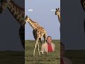 When life begins with a two-metre free fall 😅🦒 #Giraffe #Giants #WildFiles