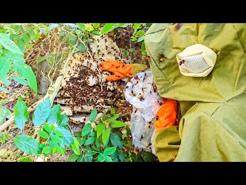 Bắt tổ ong vò vẽ bên đường mòn để mọi người yên tâm leo núi (Đường Viba Núi Lớn Vũng Tàu)