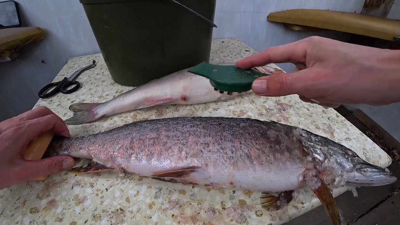 Как быстро почистить рыбу / Как почистить рыбу чтобы чешуя не разлеталась / +Конкурс.