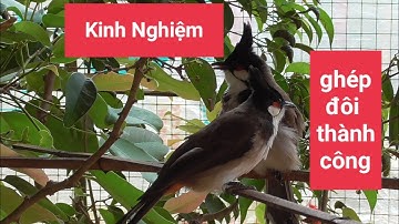 Chia sẻ kinh nghiệm ghép chào mào sinh sản nhận biết chim đã nhận cặp đơn giản [Lã Dược]