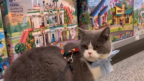 Watch the video about Taking my Cat to the Lego Store