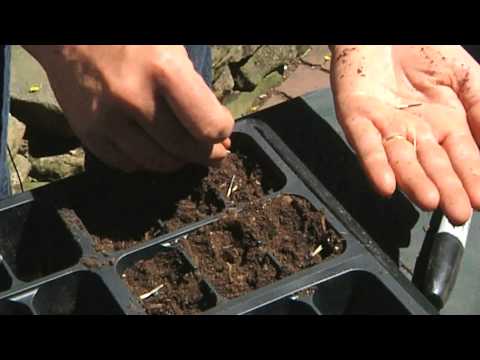 Video: Förökning av ringblommafrön – Lär dig hur du förökar ringblommaväxter