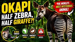 The Animal That Looks HALF Zebra, HALF Giraffe?! 😳 | Amazing Okapi Facts