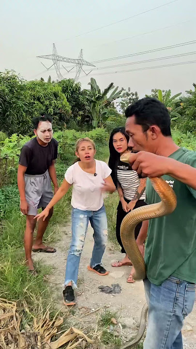 King Cobra Hampir Nyerang! Untung Buncul Lari Cepat Selamatin Mereka! #shortvideo #shorts @V3bby