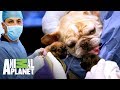 ¡Perra bulldog tiene parto por cesárea! | Veterinarios de Texas | Animal Planet