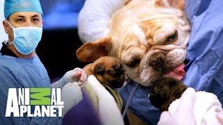 ¡Perra bulldog tiene parto por cesárea! | Veterinarios de Texas | Animal Planet