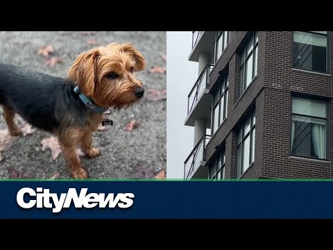 Видео: Шунк жалга тэжээвэр амьтанд ээлтэй юу?