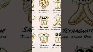 Types Of Spider | Part-8 #scary #spider #shorts