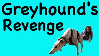 Greyhound Asks: Does Your Human Do This?