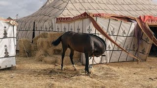 هرمنا من أجل هذه اللحظة | مواسم التبوريدة المغربية و الخيول العربية البربرية الاصيلة
