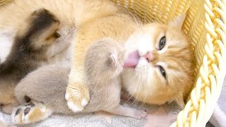The mother cat lavishes abundant pampering on her tiny kittens.