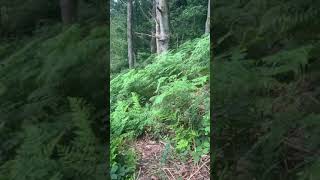UK Outdoor Grow 🇬🇧 2020 Guerrilla Grow Cali Strains EP 2