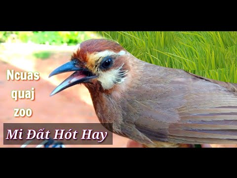 Video Tiếng Chim Mi Đất Hót Chuẩn || Suab Noog Ncuas Quaj... - youtube
