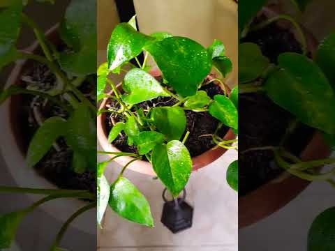 Video: Problemas con las plantas pothos: qué hacer con las plantas pothos atrofiadas