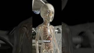 COSA SUCCEDE al tuo corpo se VIVI sulla LUNA? (Esperimento Shock) #shorts #luna #scienza