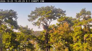 Forest nature camera 2 — live view