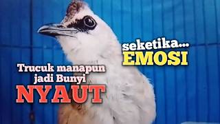 TRUCUKAN GACOR Ampuh buat PANCINGAN Trucukan agar Emosi jadi NYAUT BUNYI ikut NGEPLONG ROPEL Garuda 